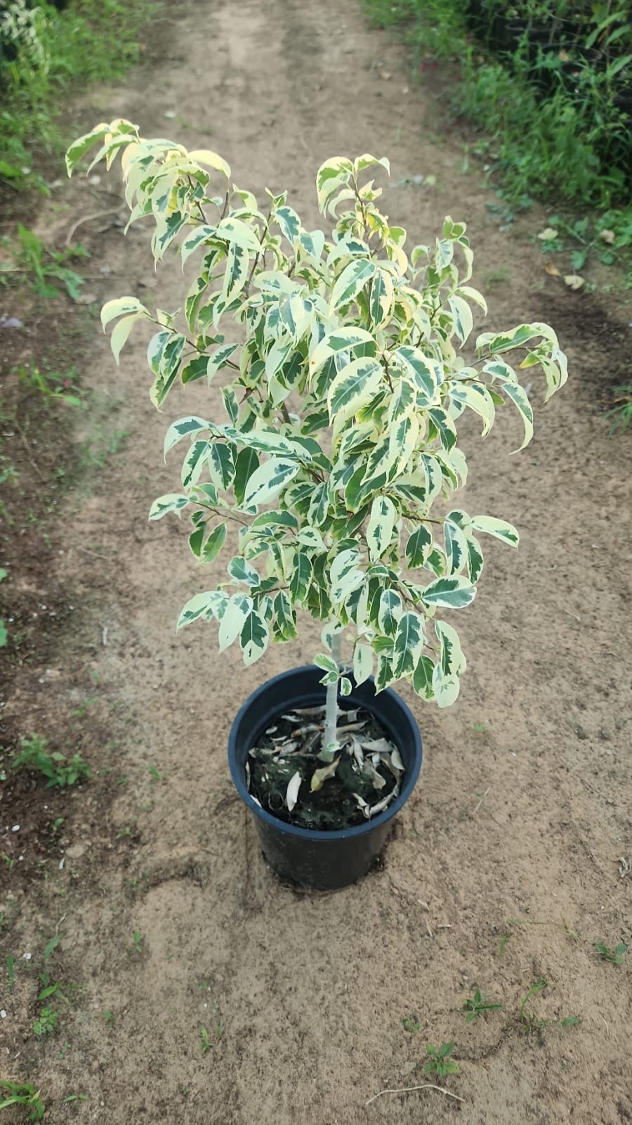 Ficus Starlight