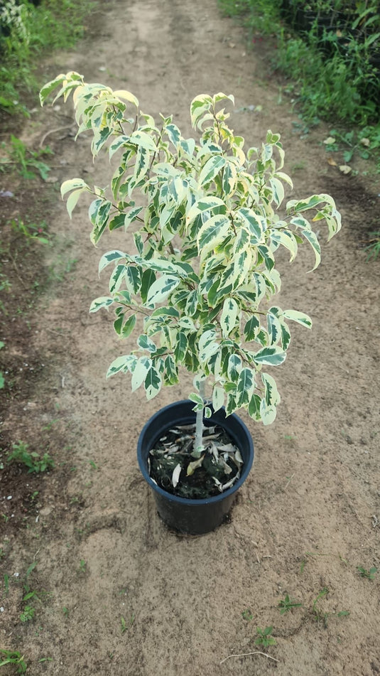 Ficus Starlight