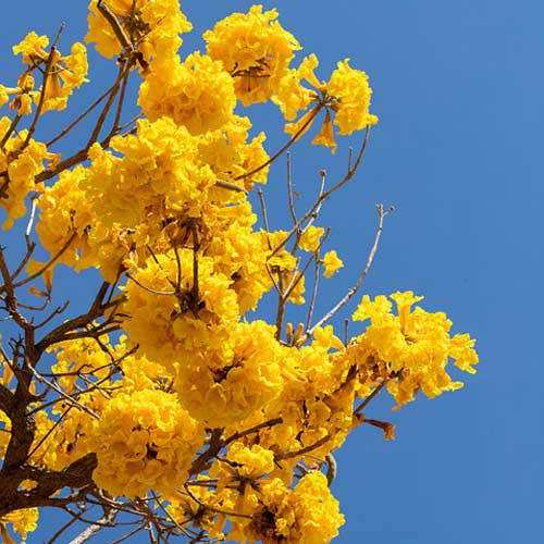 Golden trumpet tree with dense yellow blossoms and dark branches