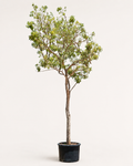 Silver trumpet tree sapling in black pot, slender trunk with green leaves