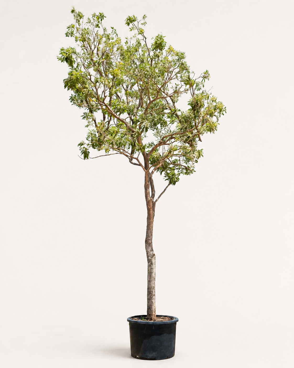 Tabebuia Argentea or Silver Trumpet Tree - 4 M