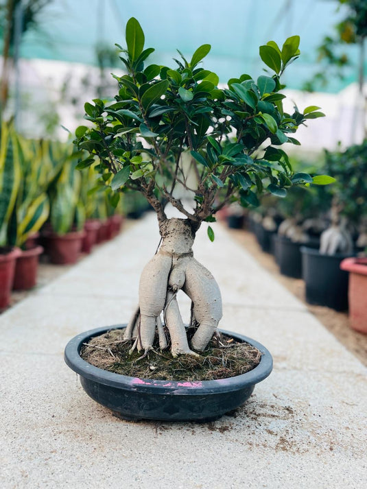 Ficus Table Bonsai