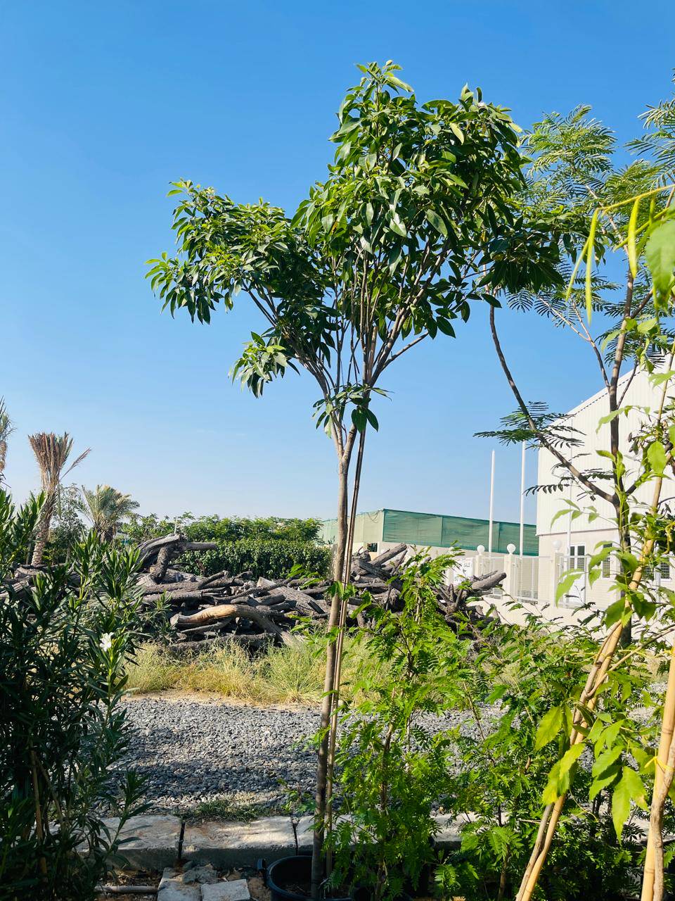 Tabebuia Rosea plant with slender trunk and dense green foliage in a container