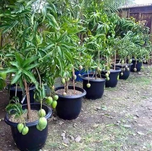 Mango Thailand