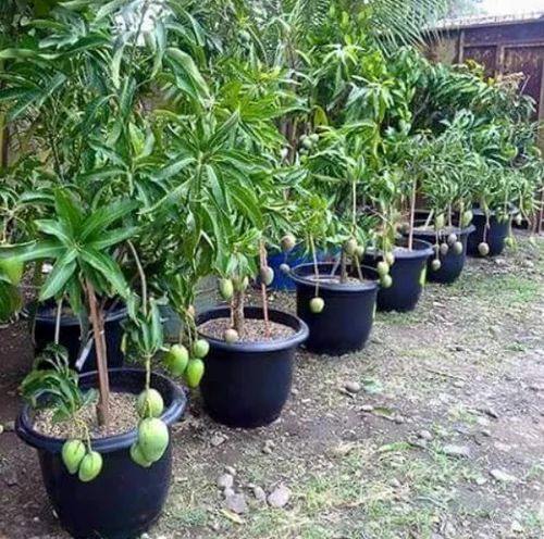 Potted mango trees with green leaves and hanging unripe fruit