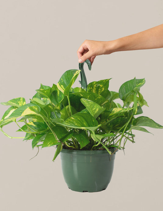 Golden Pothos Hanging