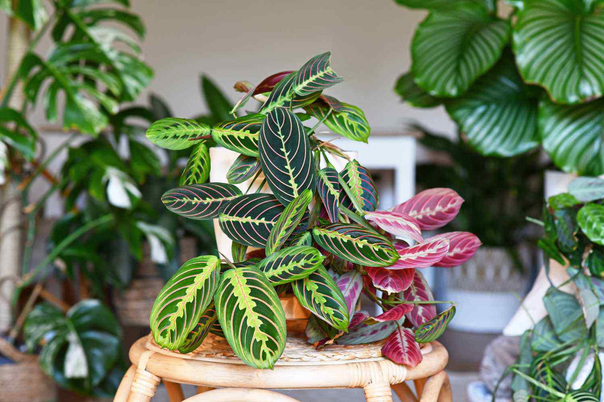 Prayer plant in small decorative container with striped leaves arching upward