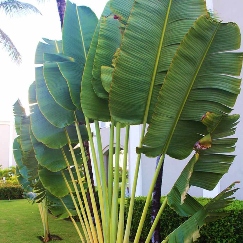 Traveler's palm with broad green fan leaves and tall stems