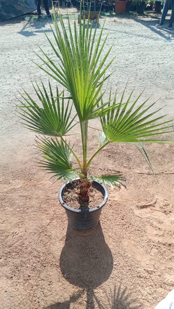 Washingtonia palm plant in dark pot with green fan leaves