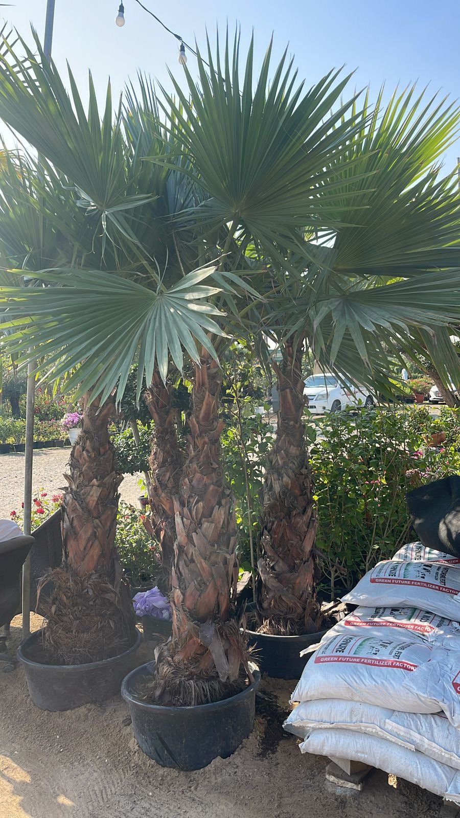Washingtonia Palm (Pakistani)
