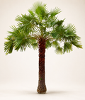 Wax palm tree with lush green fronds and textured brown trunk