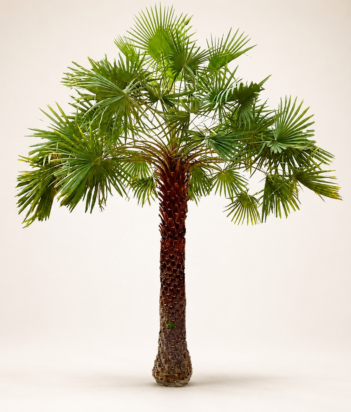 Wax palm tree with lush green fronds and textured brown trunk