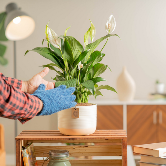 Peace Lily