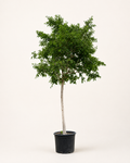 Weeping Fig (Ficus benjamina) | 3.5 m