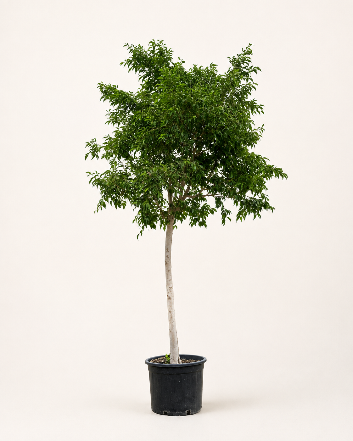 Weeping Fig (Ficus benjamina) | 3.5 m