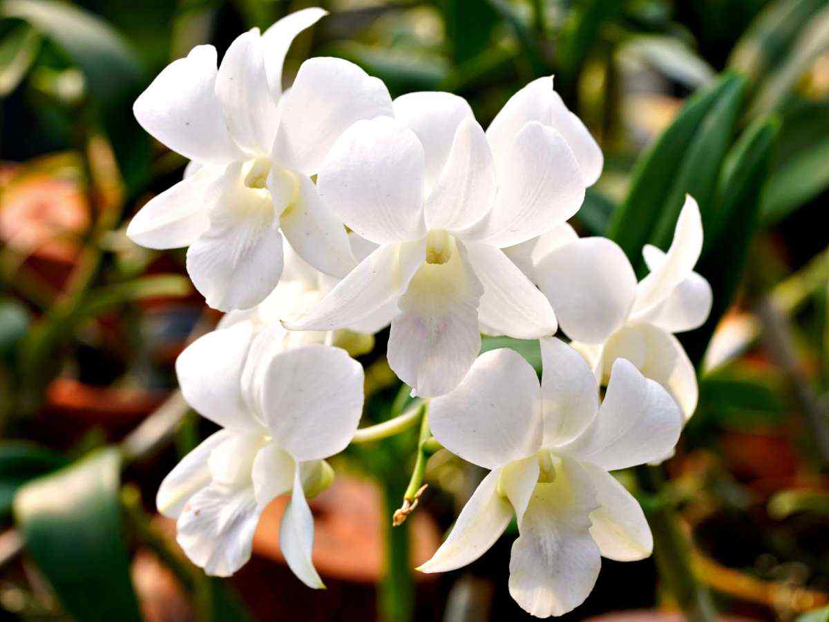 White orchid cluster with multiple layered blossoms