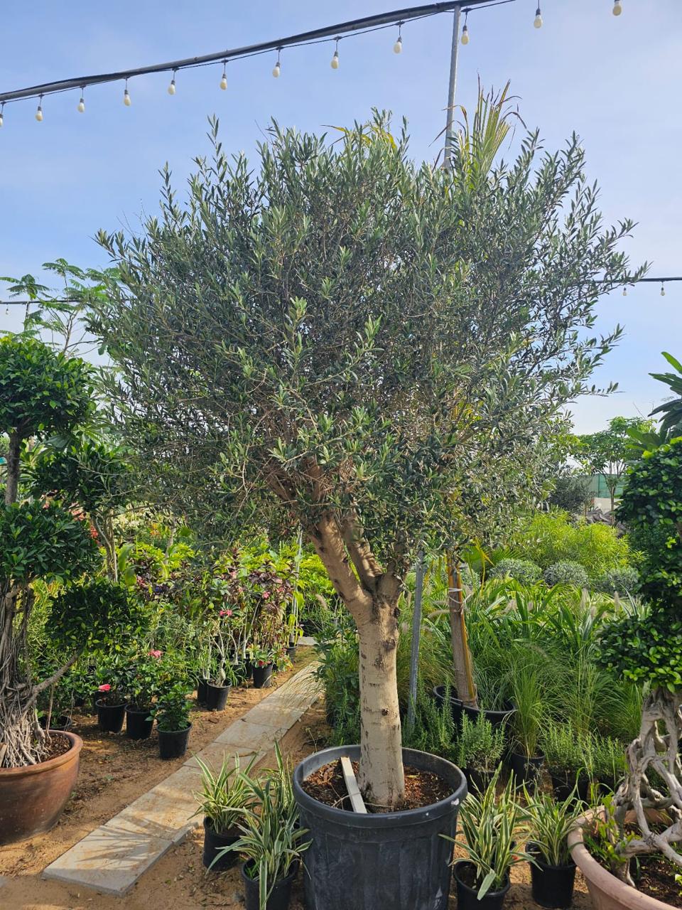 White-trunk olive tree in large black pot, gray-green leaves, about 2.7 m tall