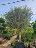 White Trunk Olive Tree 2.7 Meter