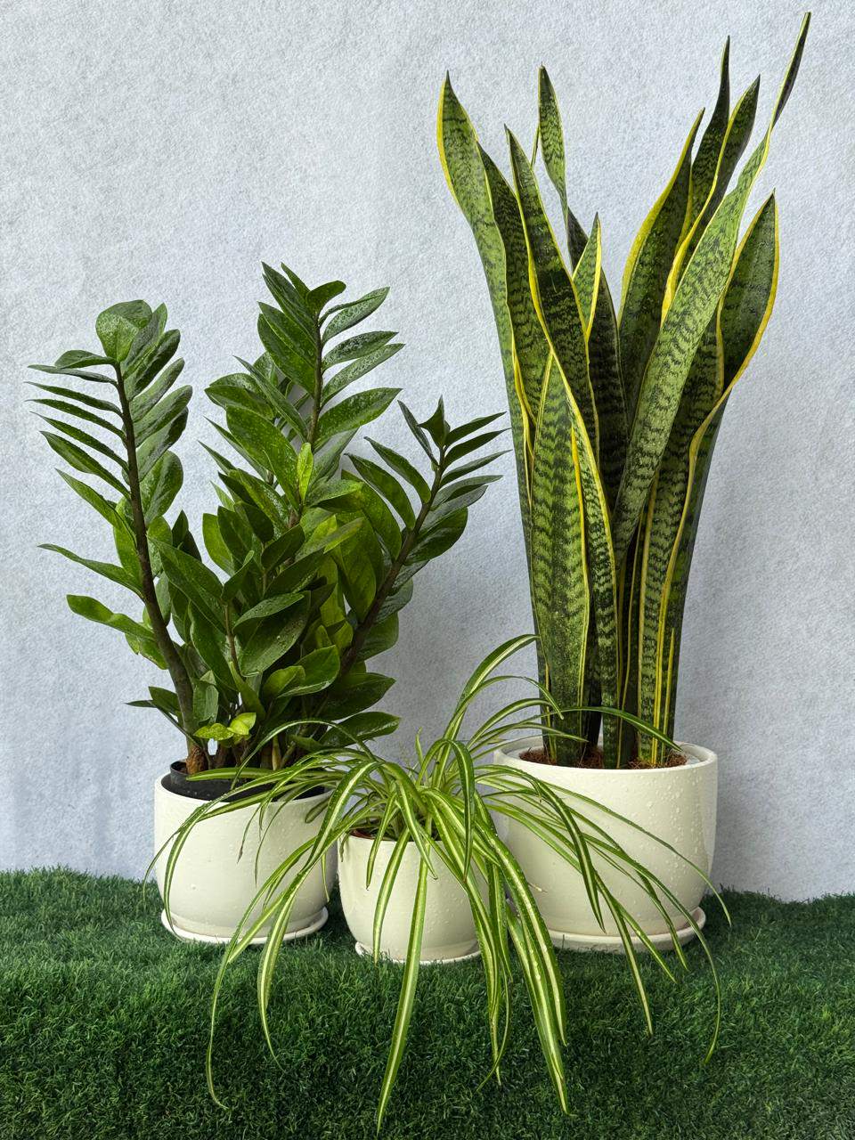 Workdesk plant bundle with two planters: snake plant and spider plant in light pots