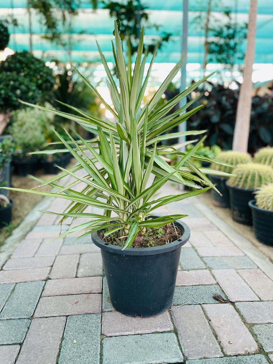 Outdoor yucca plant in a dark plastic pot, spiky green leaves