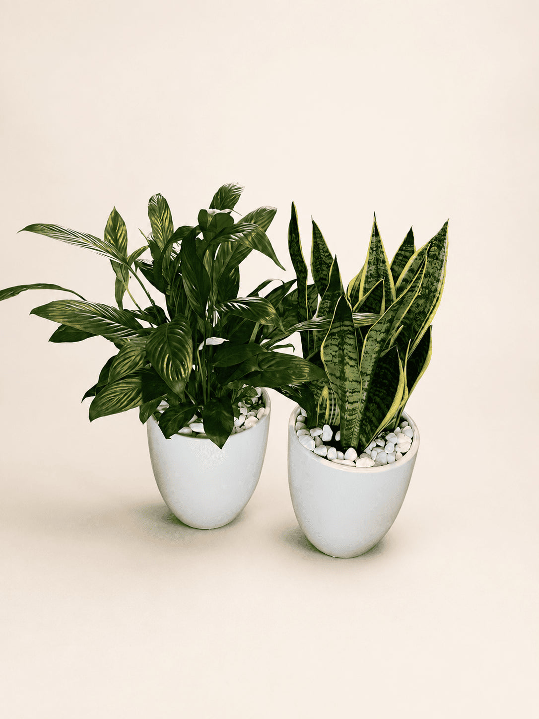 Low-light plant bundle with two white nursery pots and mixed green foliage