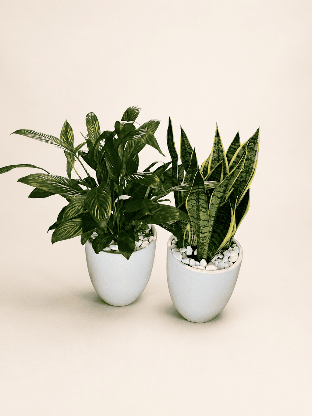 Low-light plant bundle with two white nursery pots and mixed green foliage