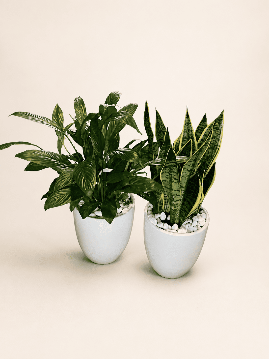 Low-light plant bundle with two white nursery pots and mixed green foliage